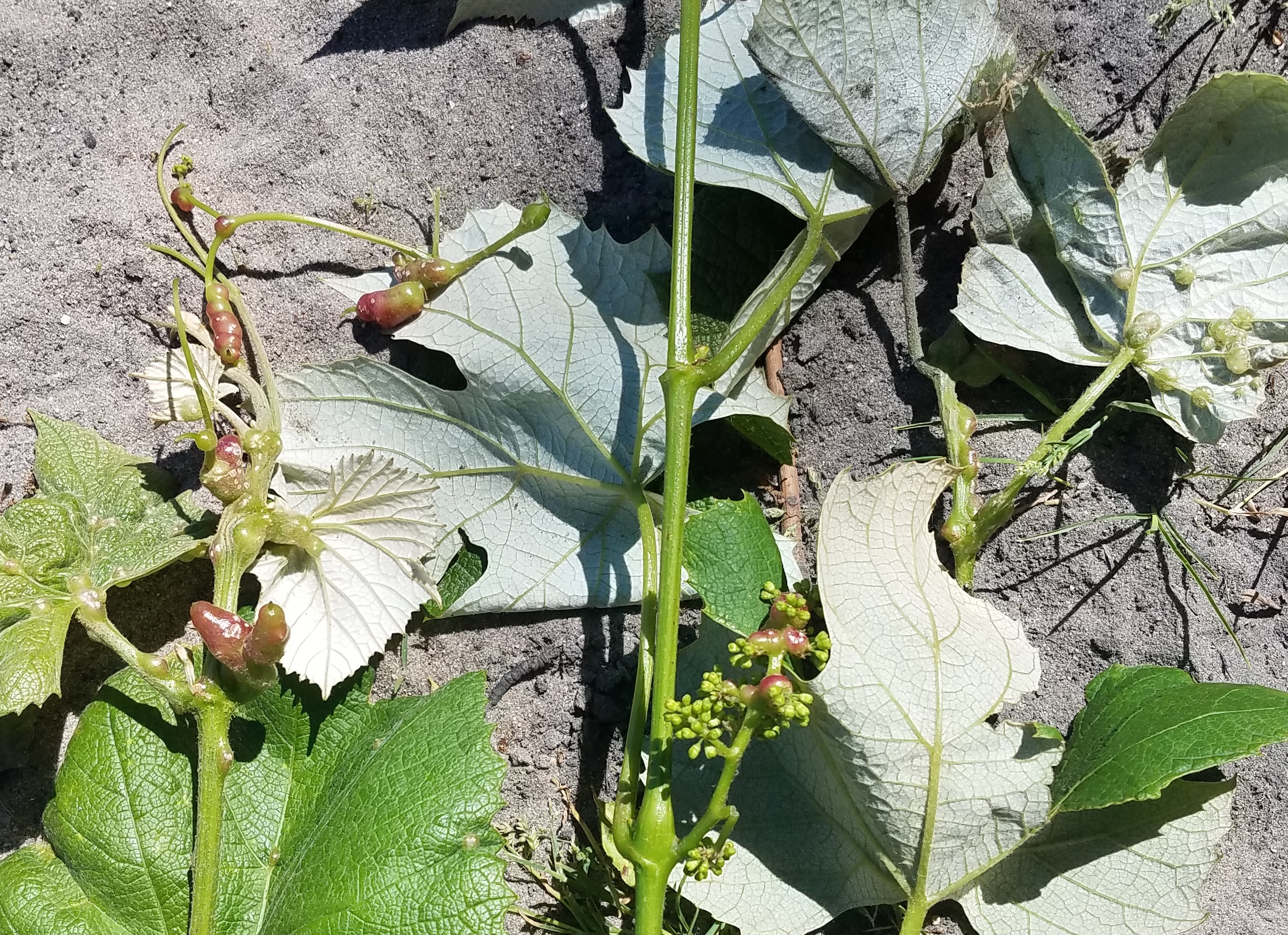 Tumid gallmaker on Concord grapes